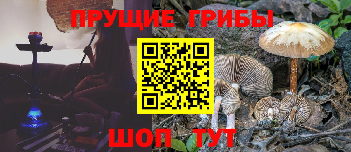 Псилоцибиновые грибы мицелий Сорочинск